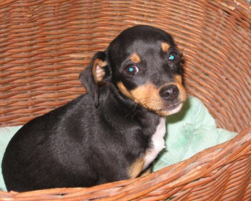 Zwergpinscher shops (Jack Russel)